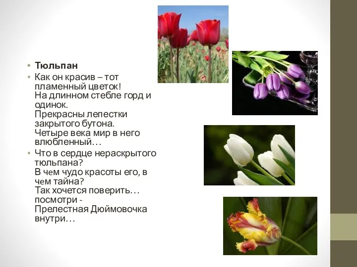Тюльпан Как он красив – тот пламенный цветок! На длинном