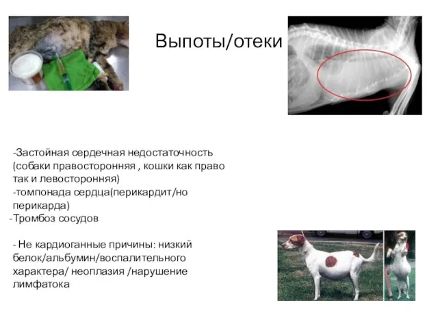 Выпоты/отеки -Застойная сердечная недостаточность(собаки правосторонняя , кошки как право так