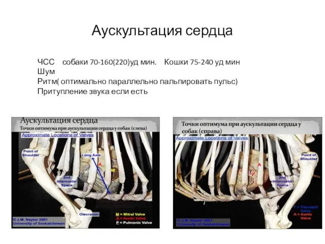 Аускультация сердца ЧСС собаки 70-160(220)уд мин. Кошки 75-240 уд мин