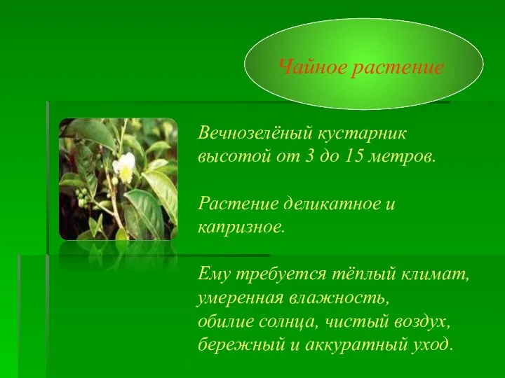 Чайное растение Вечнозелёный кустарник высотой от 3 до 15 метров.