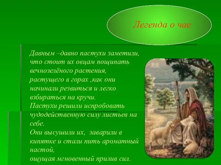 Легенда о чае Давным –давно пастухи заметили, что стоит их овцам пощипать вечнозелёного