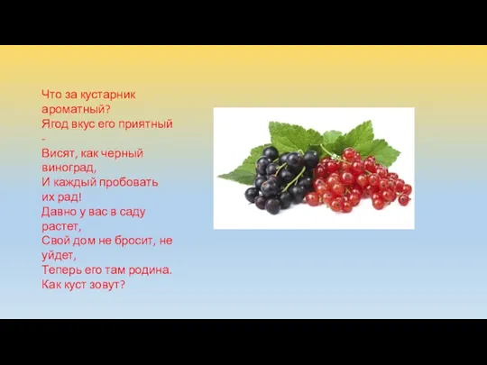 Что за кустарник ароматный? Ягод вкус его приятный - Висят,