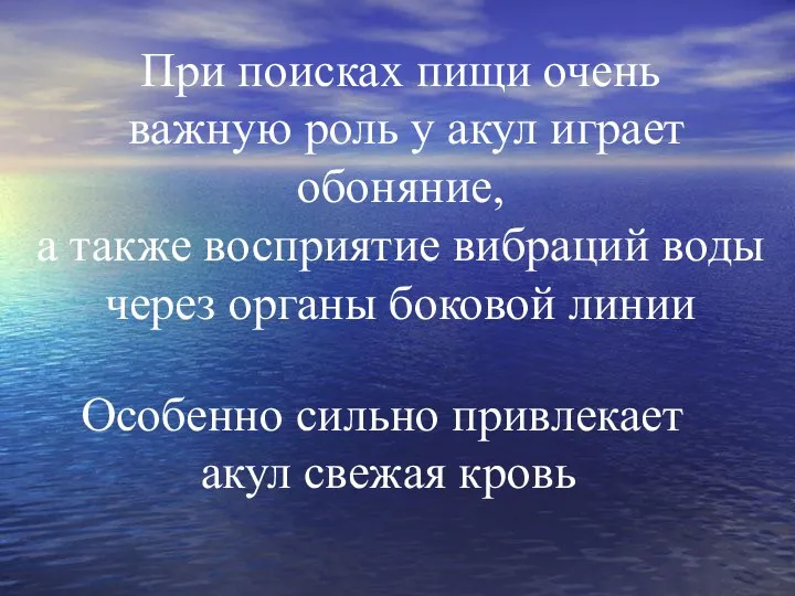 При поисках пищи очень важную роль у акул играет обоняние,