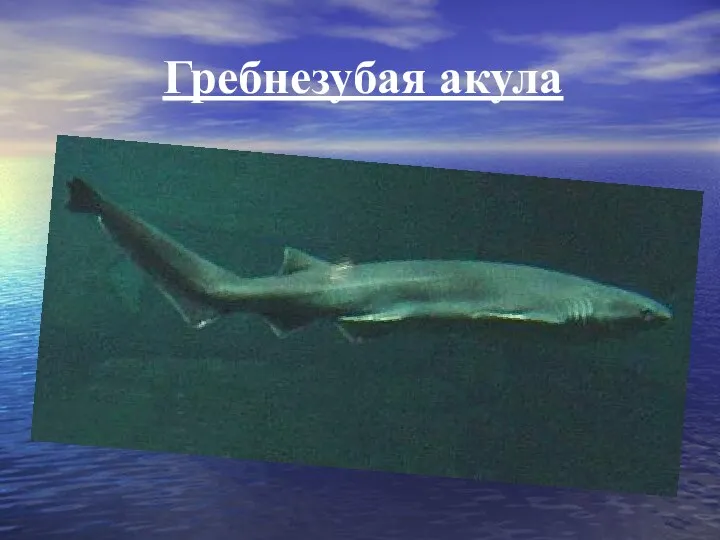 Гребнезубая акула