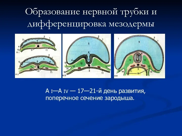 Образование нервной трубки и дифференцировка мезодермы A I—A IV — 17—21-й день развития, поперечное сечение зародыша.