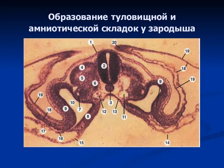 Образование туловищной и амниотической складок у зародыша