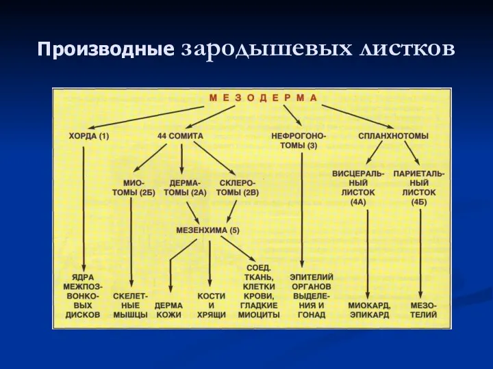 Производные зародышевых листков