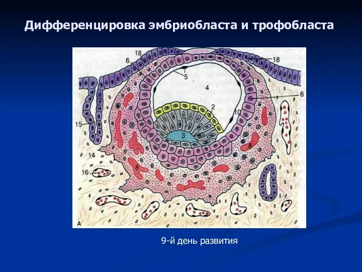 Дифференцировка эмбриобласта и трофобласта 9-й день развития