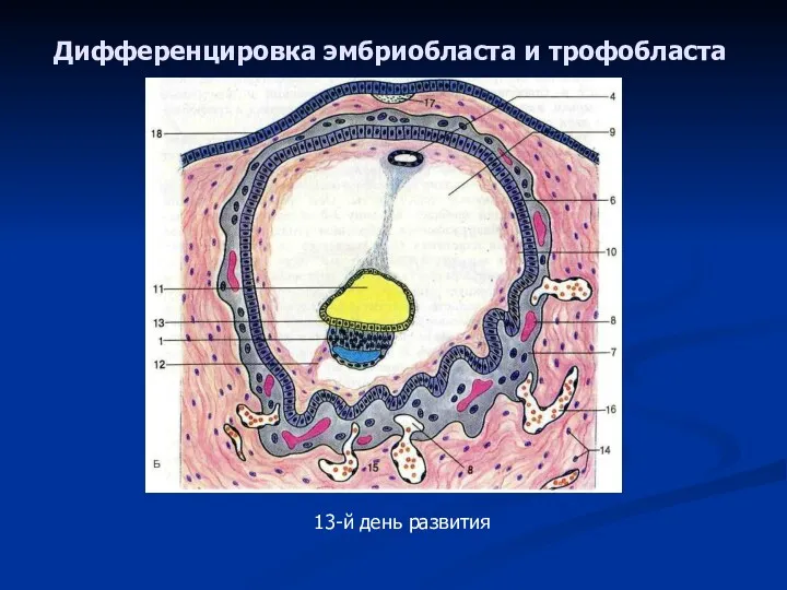 Дифференцировка эмбриобласта и трофобласта 13-й день развития