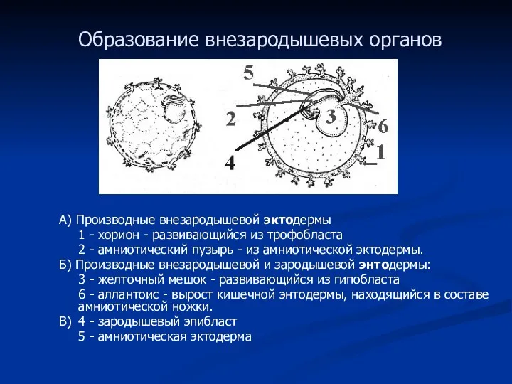 Образование внезародышевых органов А) Производные внезародышевой эктодермы 1 - хорион