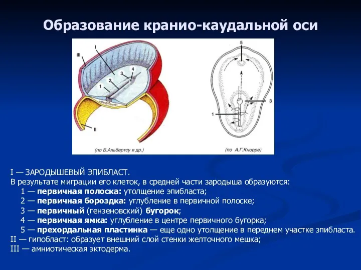 Образование кранио-каудальной оси I — ЗАРОДЫШЕВЫЙ ЭПИБЛАСТ. В результате миграции