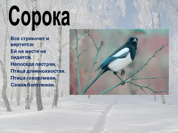 Сорока Все стрекочет и вертится: Ей на месте не сидится.