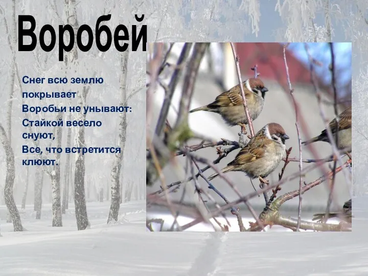 Воробей Снег всю землю покрывает Воробьи не унывают: Стайкой весело снуют, Все, что встретится клюют.