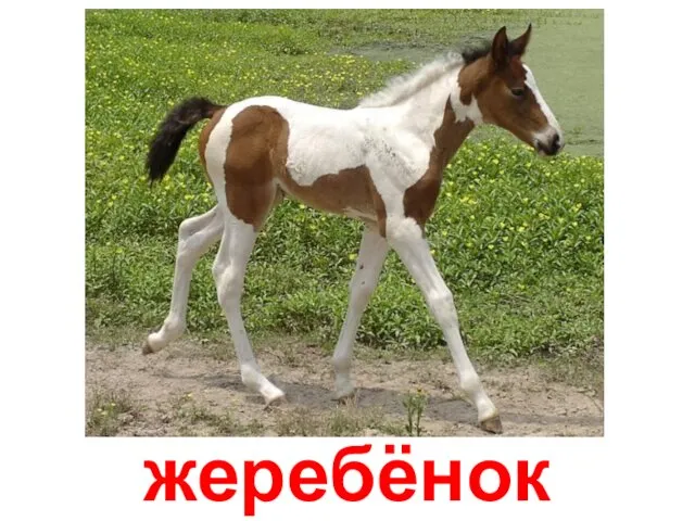 жеребёнок