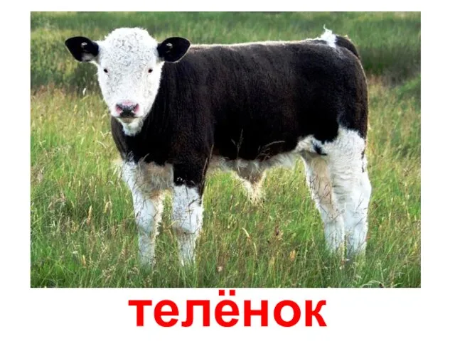 телёнок