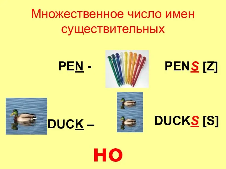 Множественное число имен существительных PEN - PENS [Z] DUCKS [S] DUCK – но