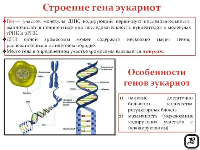 Строение гена эукариот Ген — участок молекулы ДНК, кодирующий первичную