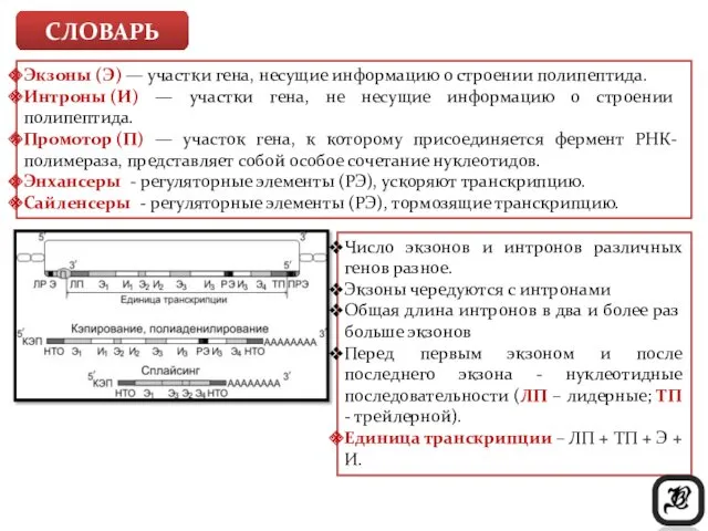 Число экзонов и интронов различных генов разное. Экзоны чередуются с