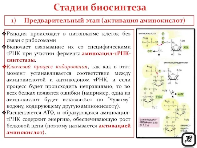 Реакция происходит в цитоплазме клеток без связи с рибосомами Включает