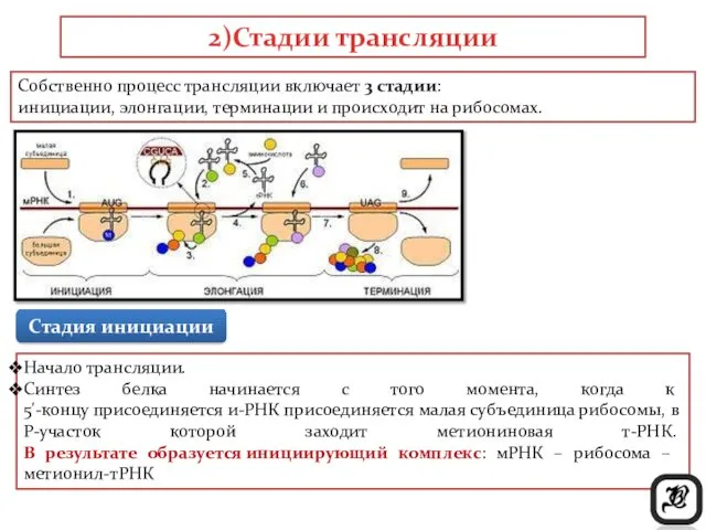 Начало трансляции. Синтез белка начинается с того момента, когда к