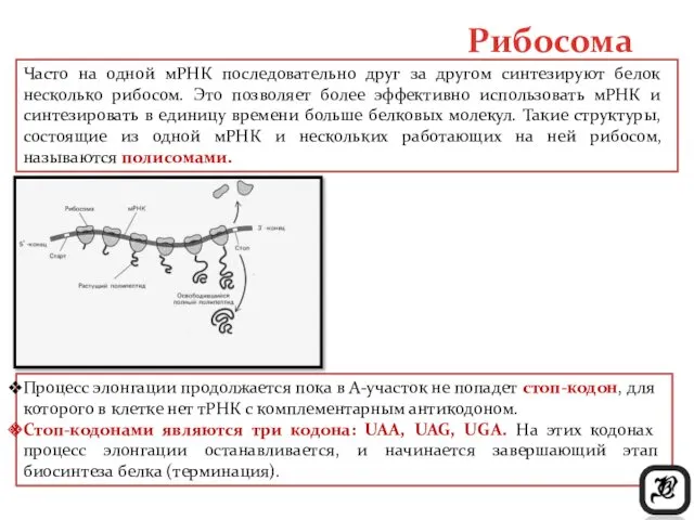 Процесс элонгации продолжается пока в А-участок не попадет стоп-кодон, для