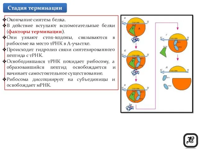 Окончание синтеза белка. В действие вступают вспомогательные белки (факторы терминации).