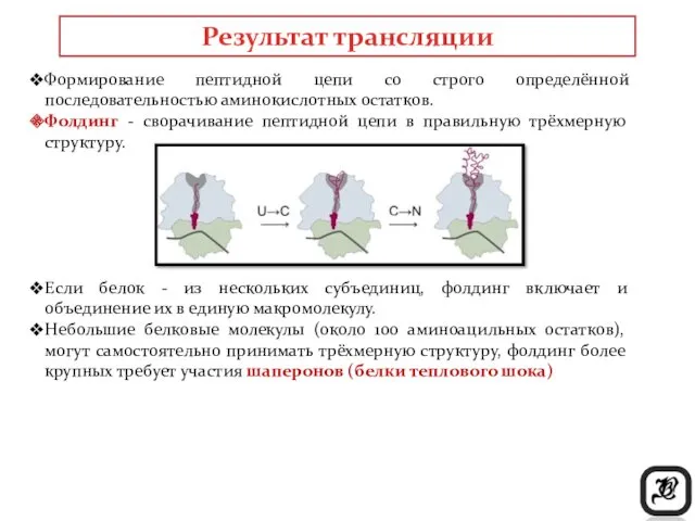 Результат трансляции Формирование пептидной цепи со строго определённой последовательностью аминокислотных