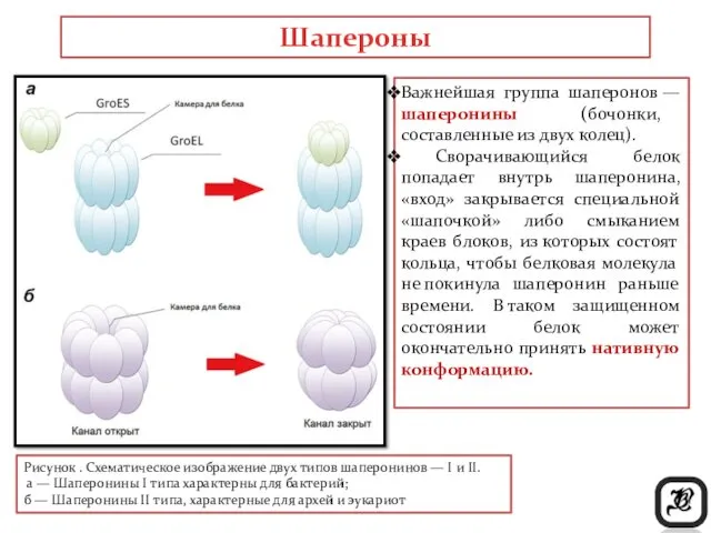 Рисунок . Схематическое изображение двух типов шаперонинов — I и