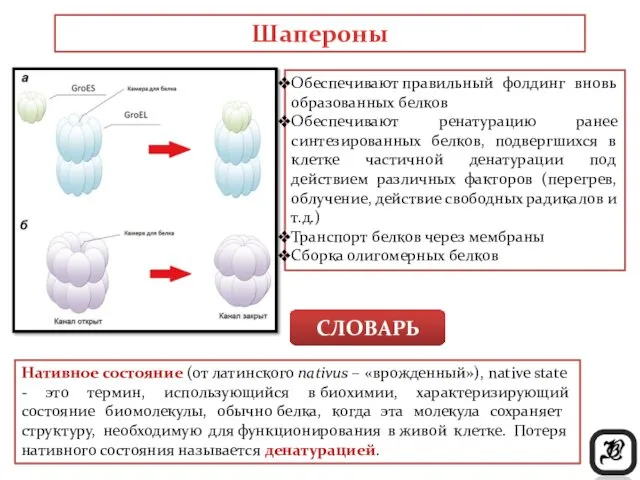 Обеспечивают правильный фолдинг вновь образованных белков Обеспечивают ренатурацию ранее синтезированных