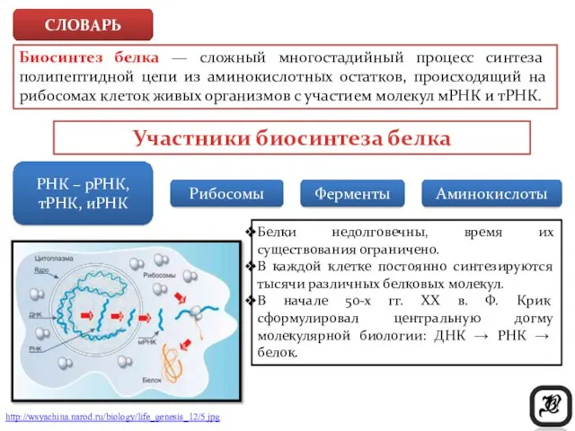 СЛОВАРЬ Биосинтез белка — сложный многостадийный процесс синтеза полипептидной цепи