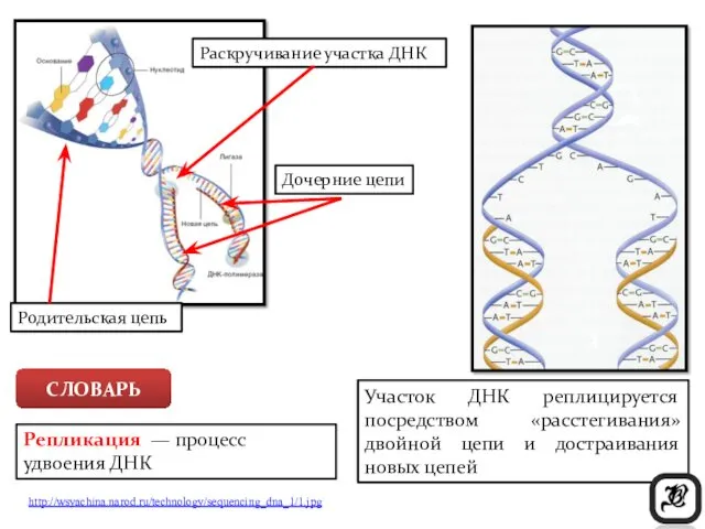 http://wsyachina.narod.ru/technology/sequencing_dna_1/1.jpg Раскручивание участка ДНК Родительская цепь Дочерние цепи Участок ДНК