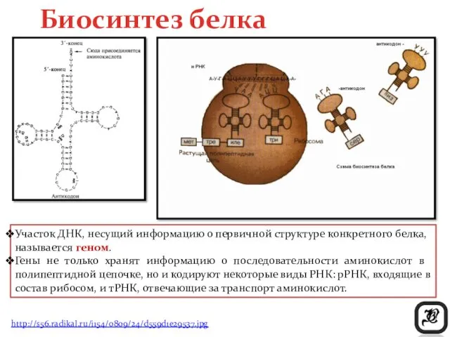 http://s56.radikal.ru/i154/0809/24/d559d1e29537.jpg Биосинтез белка Участок ДНК, несущий информацию о первичной структуре