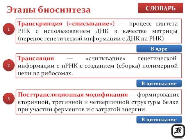 Этапы биосинтеза Транскрипция («списывание») — процесс синтеза РНК с использованием