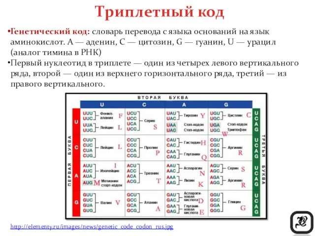 Триплетный код Генетический код: словарь перевода с языка оснований на