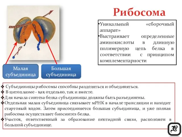 Субъединицы рибосомы способны разделяться и объединяться. В цитоплазме - как