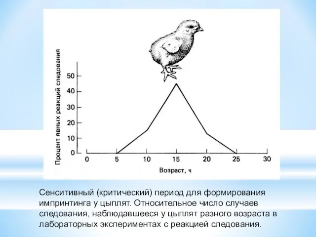 Сенситивный (критический) период для формирования импринтинга у цыплят. Относительное число