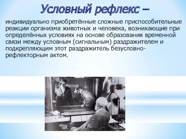 Условный рефлекс – индивидуально приобретённые сложные приспособительные реакции организма животных