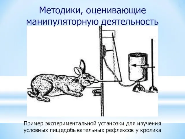 Пример экспериментальной установки для изучения условных пищедобывательных рефлексов у кролика Методики, оценивающие манипуляторную деятельность