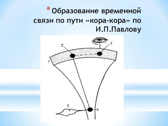 Образование временной связи по пути «кора-кора» по И.П.Павлову