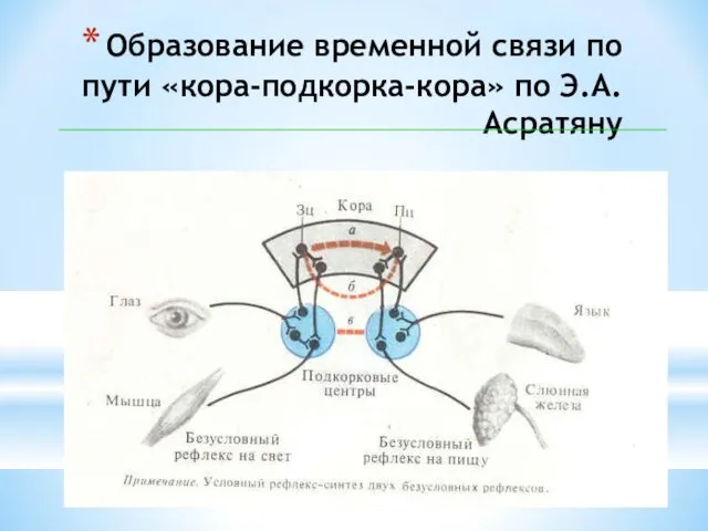 Образование временной связи по пути «кора-подкорка-кора» по Э.А. Асратяну