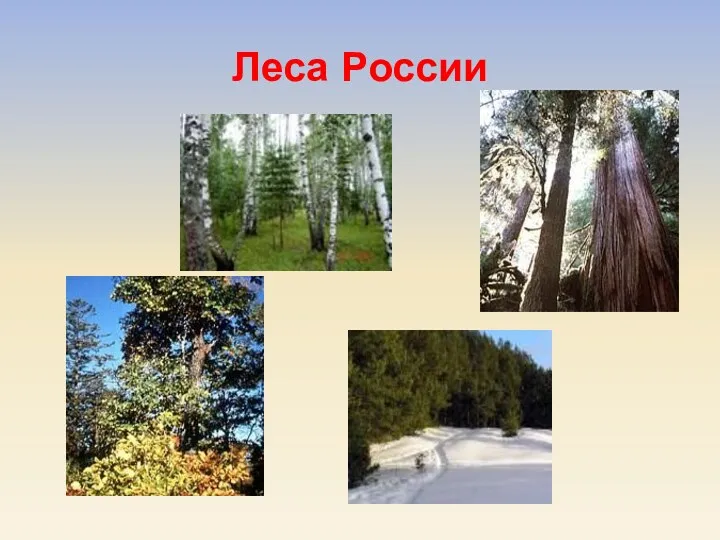 Леса России