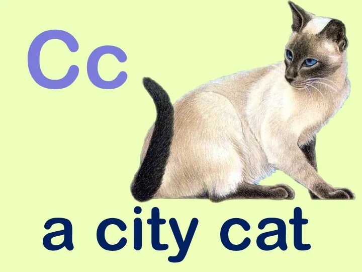 a city cat Cc