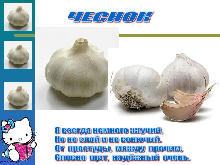 ЧЕСНОК Я всегда немного жгучий, Но не злой и не