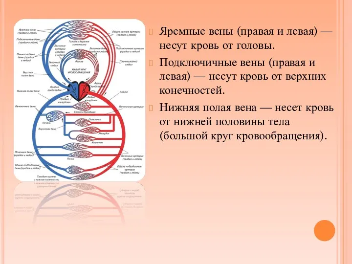 Яремные вены (правая и левая) — несут кровь от головы.