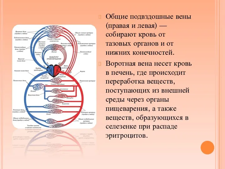 Общие подвздошные вены (правая и левая) — собирают кровь от