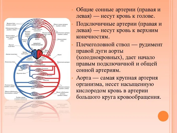 Общие сонные артерии (правая и левая) — несут кровь к