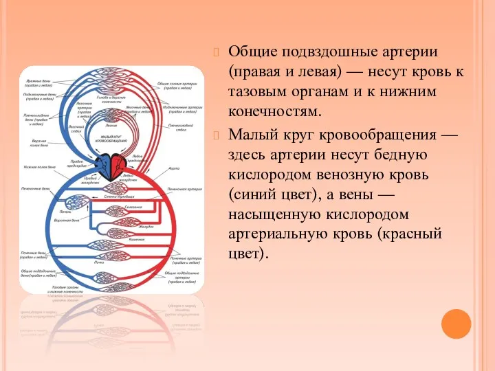 Общие подвздошные артерии (правая и левая) — несут кровь к