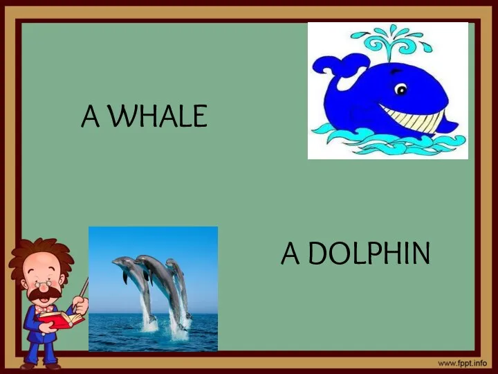 A WHALE A DOLPHIN