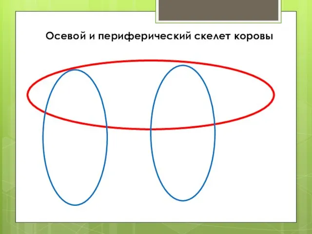 Осевой и периферический скелет коровы