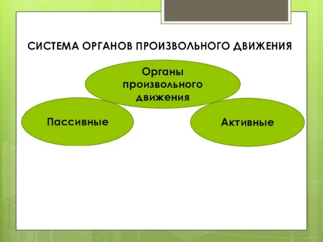 СИСТЕМА ОРГАНОВ ПРОИЗВОЛЬНОГО ДВИЖЕНИЯ Органы произвольного движения Пассивные Активные